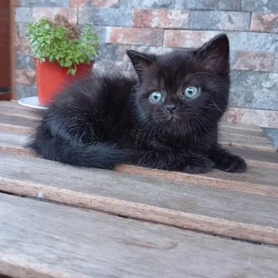 Top Kafa Mavi Gözlü Bombay Nero