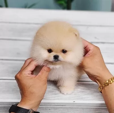 Pomeranian Teacup Kg Garantili Yavrularımız