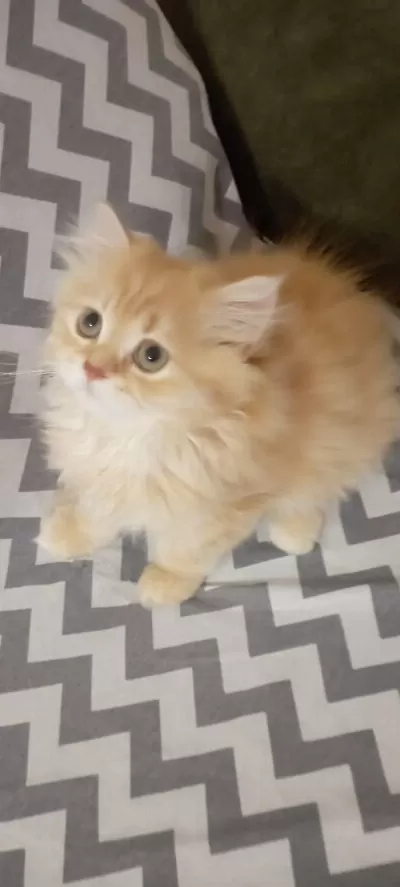 Longhair Yavru Kedimiz