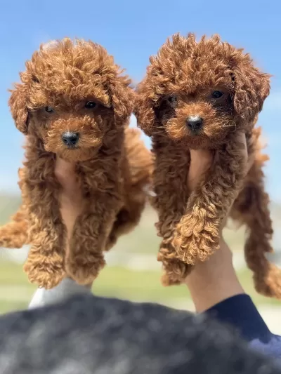 Ankarada Ziyarete Açık Toy Poodle Yavrular