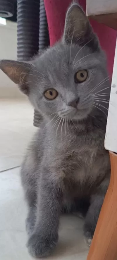 British Shothair Tabby