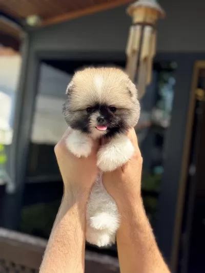 Sağlik Ve İrk Garantili Pomeranian