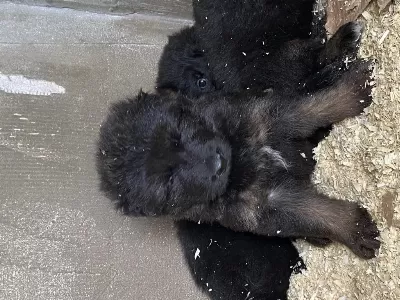 Orjinal Uzun Tüy Alman Çoban Köpeği Yavrular