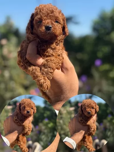 Teacup Korea Poodle Saglik Ve Kg Garantili Wc Egitimli