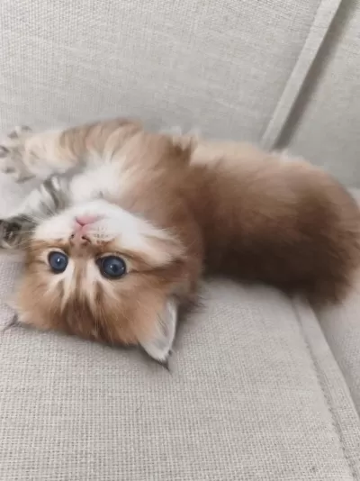 Harika Chinchilla Yavrular
