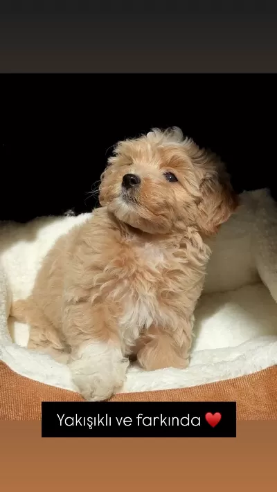 Kore Maltipoo Yavruları