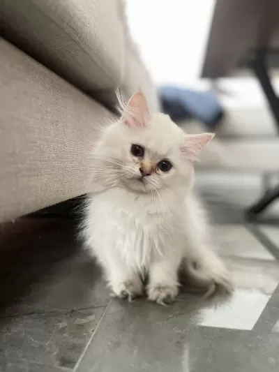 British Longhair 4 Aylık