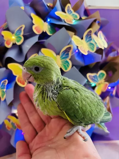 Uygun El Besleme Pakistan Papağani Bebek