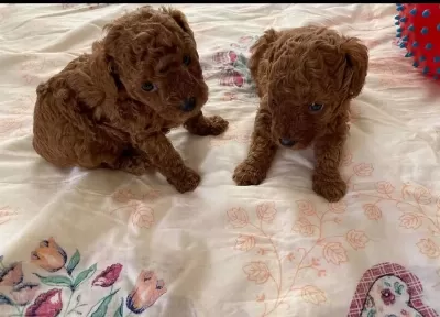 Toy Poodle Yavrularımız