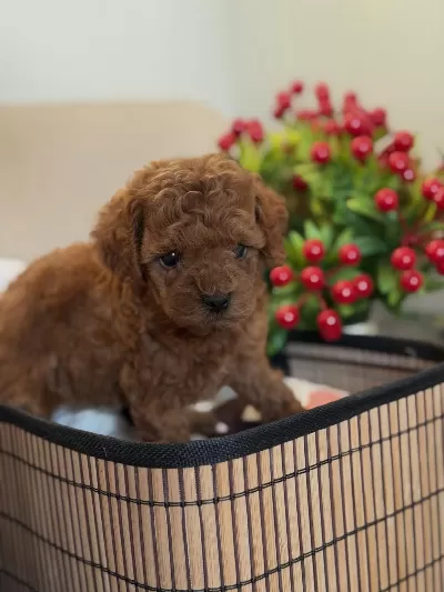 Kore Poodle Bebeğimiz