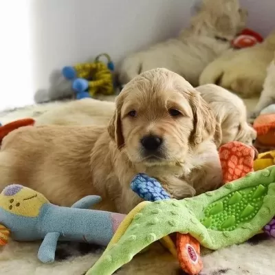 Golden Retriever Yavrulari