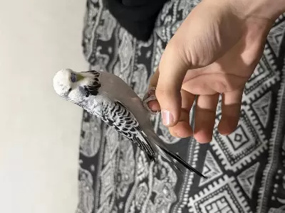 Harika Jumbo Muhabbet Kuşu