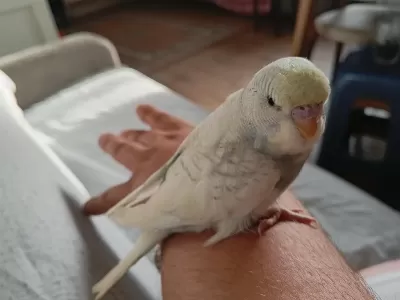 Ele Alişik Sağlikli Yavru 2 Adet Muhabbet Kuşu
