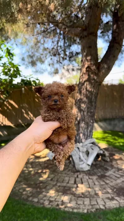 Tea Cup Poodle Yavrularımız