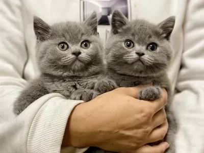 British Shorthair Yavrulari