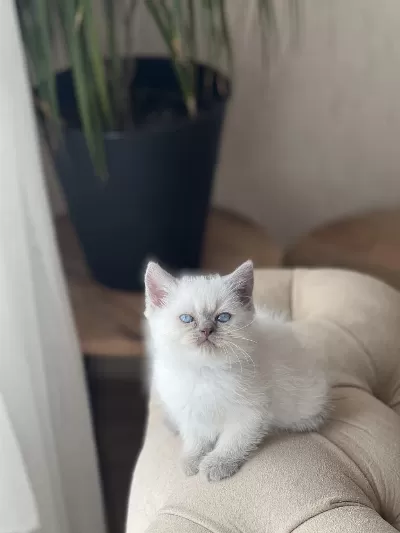 A Kalite British Shorthair Blue Point