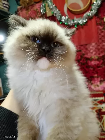 Ragdoll Seal Mitted Erkek Yavrum Ailesini Arıyor