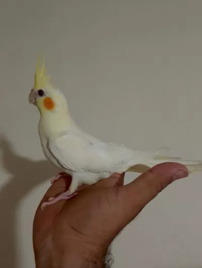 3 Aylık Sultan Papağanı Yavrular