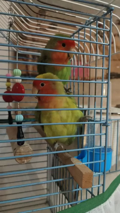 Harika Acil Sevda Papağanı