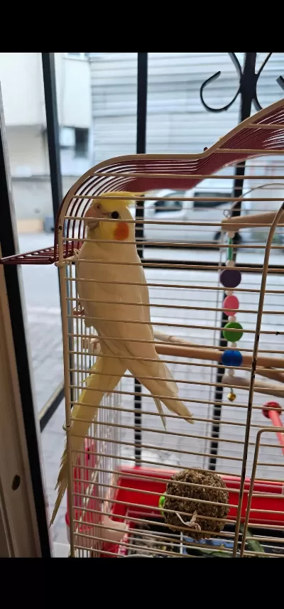 Lutino Sultan Papağanı