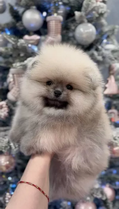 Pomeranian Boo Yavrular