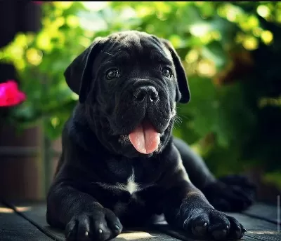 Asil Cane Corso Yavrular