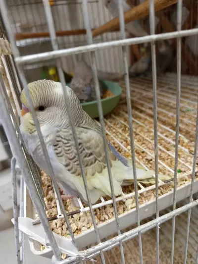 Yavru Yetişkin Yavrulu Ve Yumurtalı Muhabbet Kuşu Takımlar