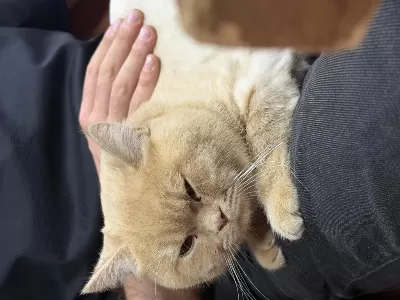 6 Aylık British Shorthair