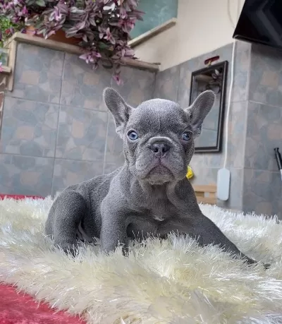 Egzotik Blue French Bulldog Yavrularim Safkan