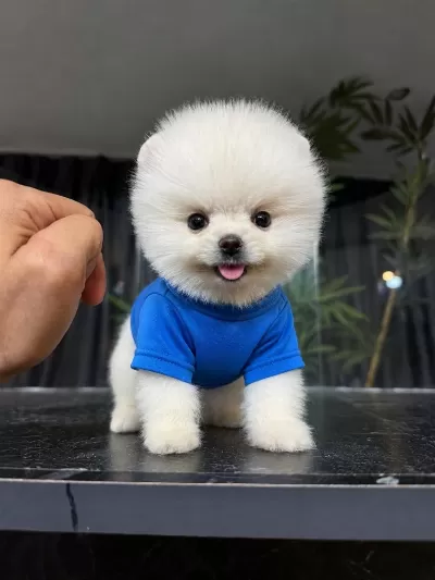Orjinal Pomeranian Boo