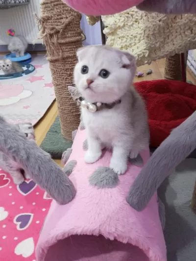 Safkan Scottish Fold Ve Straight Yavrular Catteryden