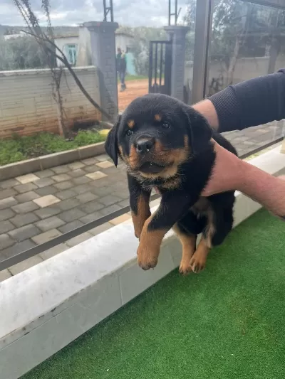 Sağlıklı Rottweiler Yavru Köpekler