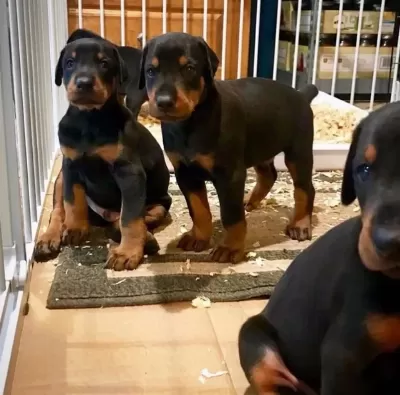 %100 Orjinal Doberman Yavrular Kapıda Ödeme Mevcut