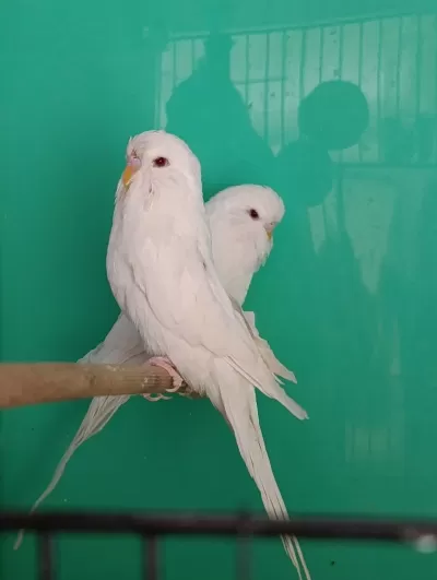 Jumbo Albino Muhabbet Kuşu