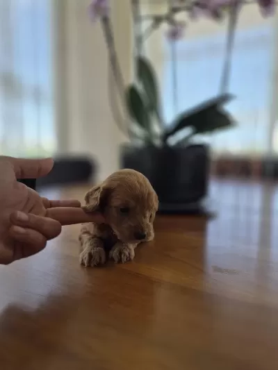 Erkek Maltipoo Yavrumuz