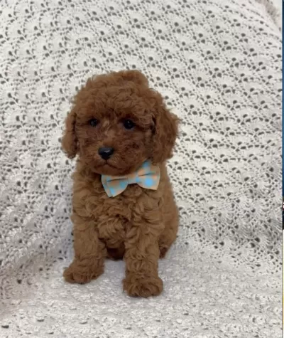 Toypoodle Yavrularımız