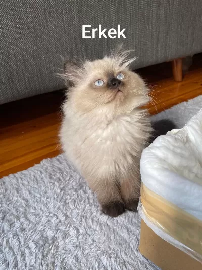 British Longhair Chocolate Point Erkek