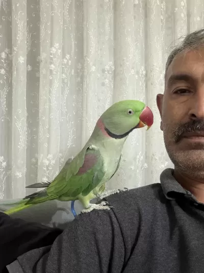 Tam Bir Beyefendi Akıl Küpü Alexander Papağanı