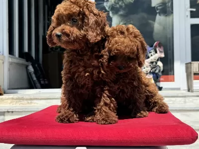 Petmode Köpek Çiftliğinde Ziyarete Açık Toy Poodle
