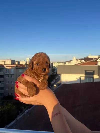 Ev Üretimi Toy Poodle Yavrularımız