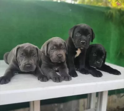 Elit Patiler Farkıyla Cane Corso Yavrular