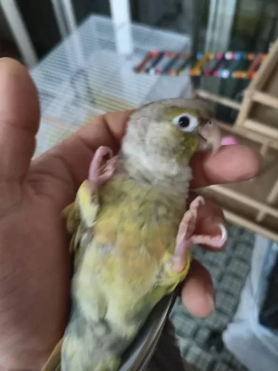 Konur Papağanı 8 Aylık