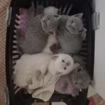 British Shorthair Yavrular İrk Sağlık Garantili