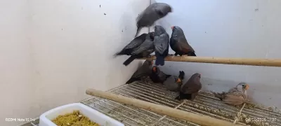 Chorcoal Takım Kuşlar