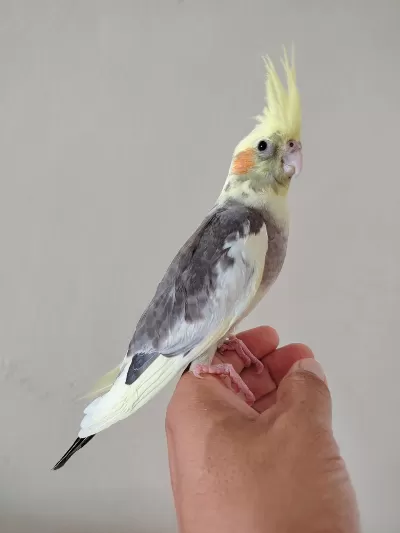 Bebek Sultan Papağanı