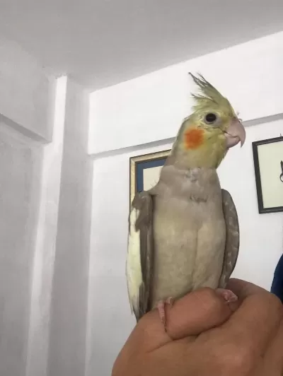 Harika 2 Sultan Papağanı