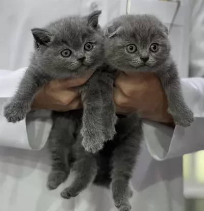British Shorthair & Scottish Fold Yavrularim