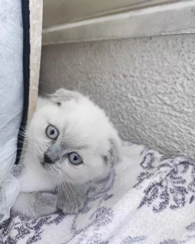 Scottish Fold 50 Günlük Yavrular