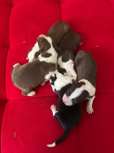 Şeker Köpekler Bunlar