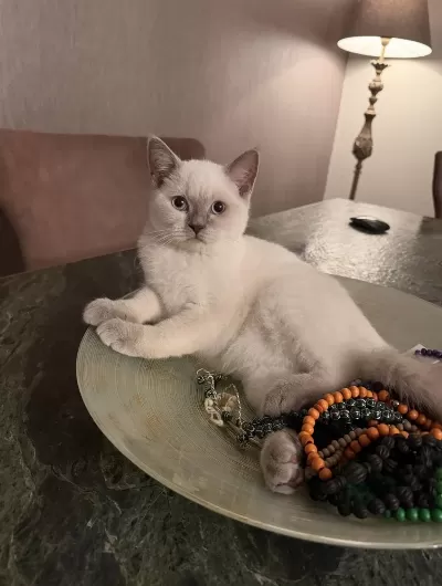 2 Beyaz British Shorthair Blue Point Yavru